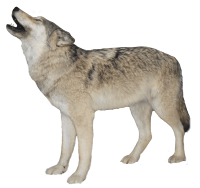  Black Wolf Png Image Picture Download