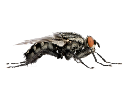  Flies File