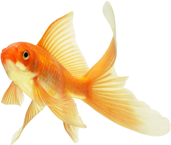  background-Goldfish-transparent