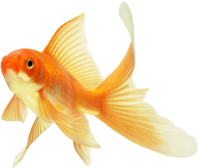 background-Goldfish-transparent