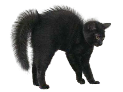  Black Cat Image