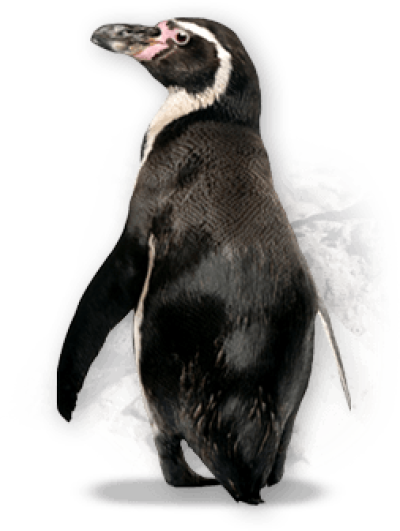  Penguin Png Image
