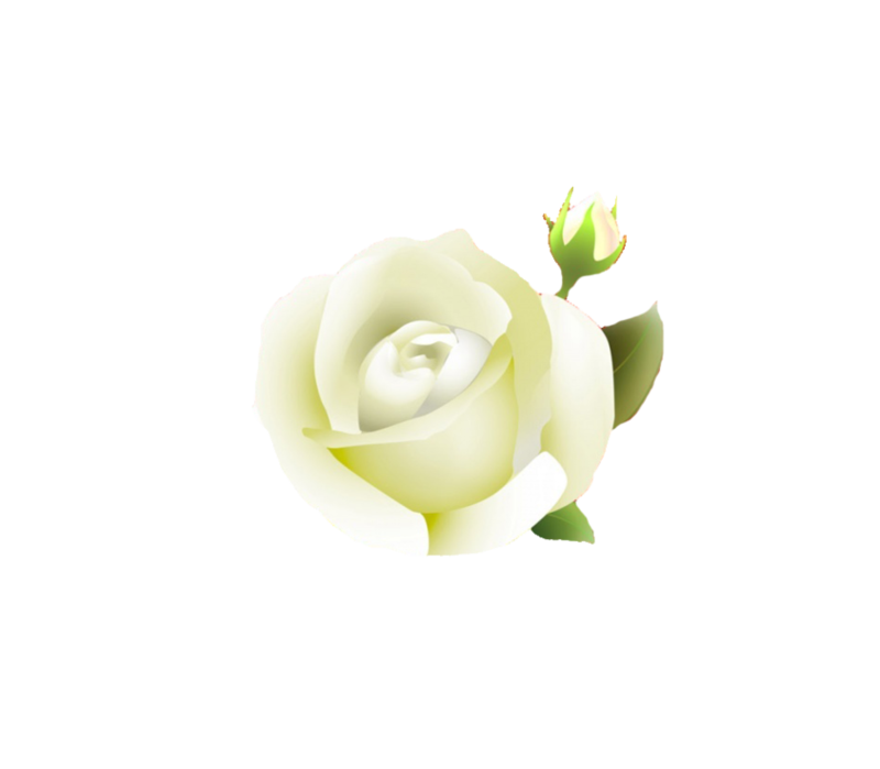   White Rose Clipart