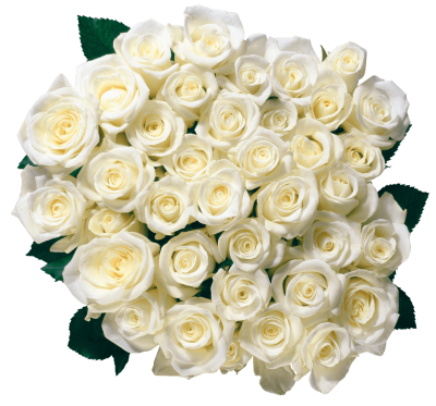 white-roses